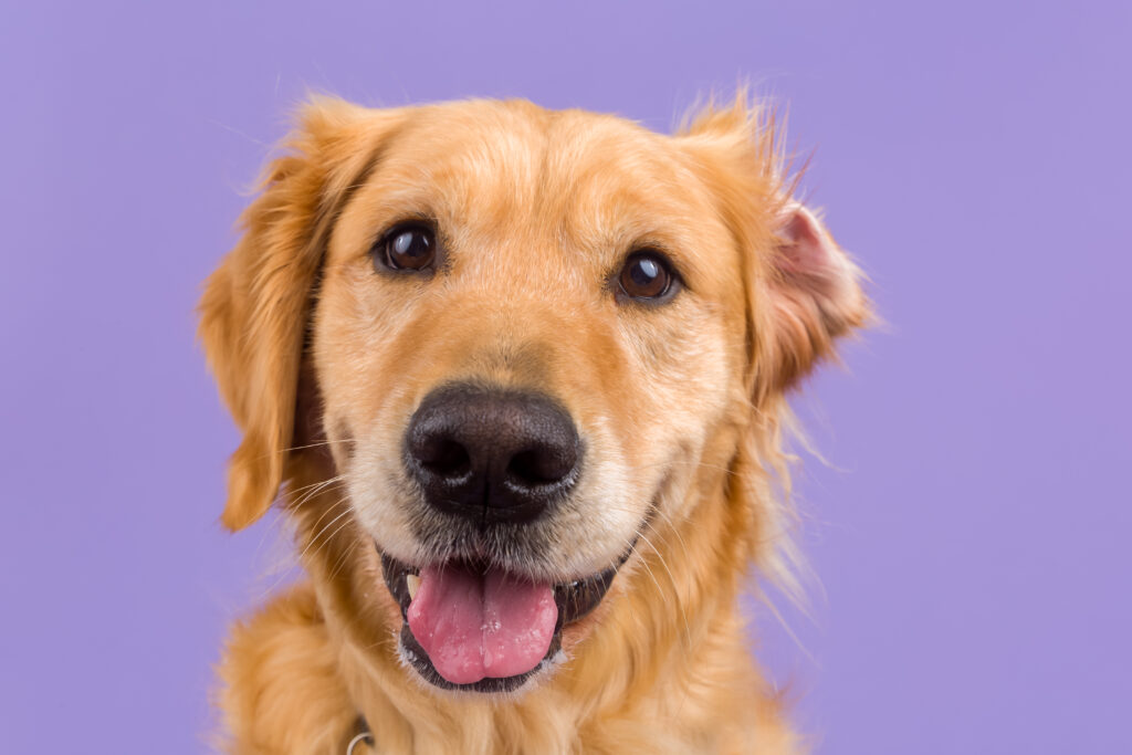 Goofy studio portrait of a golden retriever with his right ear turned inside out. His head is cocked slightly to one side. Backdrop is lavender. 